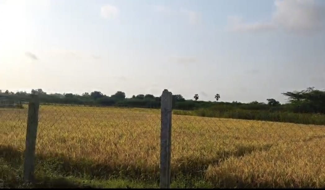 Agriculture land in Thiruvallur and Arakkonam - Image 2