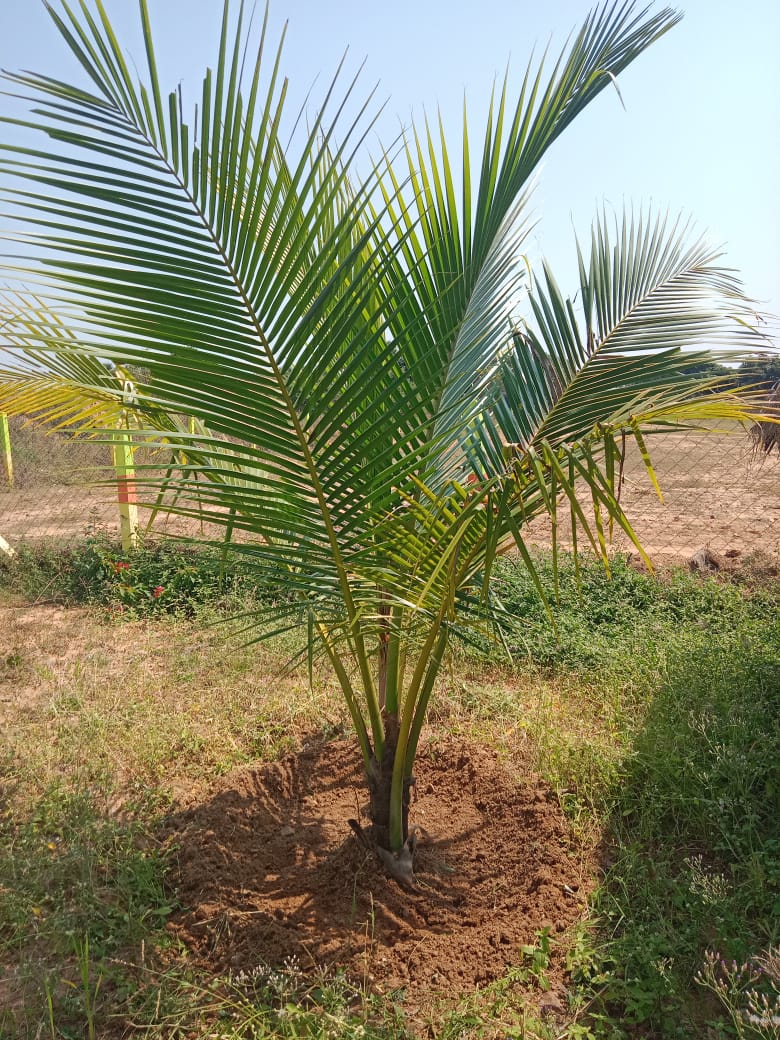FARMLAND IN TIRUTTANI - Image 5